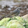 キャベツを食べるヒヨドリ