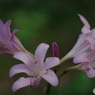 夏の忘れ物‐夏水仙