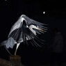 2016年自己推薦最高の作品かな