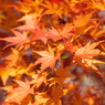 紅葉、最後の最後