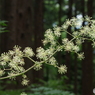 夏の忘れ物‐独活