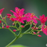 南洋桜