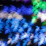 うさぎたち