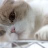 長閑な正月気分にひたっています...（＝ΦωΦ＝）