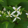 晩夏の忘れ物‐センニンソウ