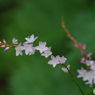 初秋の忘れ物‐桜蓼