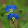 初秋の忘れ物‐露草でお散歩