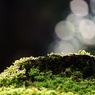 苔株