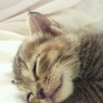 子猫がうちにやってきた