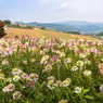 ８月曇天のあわじ花さじき１（淡路島観光より）