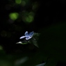 6月の陽