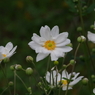 初秋の忘れ物‐秋明菊