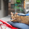 台湾台南路地裏の猫（1）