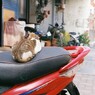 台湾台南路地裏の猫（2）