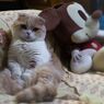 くつろいでいます...(=^・^=)
