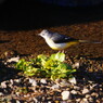 野鳥を探して　キセキレイ