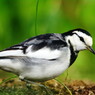 野鳥を探して　ハクセイレイ
