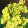 新年は菜の花