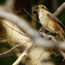 野鳥を探して　モズ