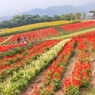 ８月曇天のあわじ花さじき３（淡路島観光より）