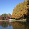 中央公園の昭和大池