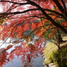 水辺の紅葉
