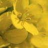 菜の花（２）