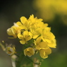 菜の花（３）