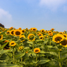 ８月曇天のあわじ花さじき４（淡路島観光より）