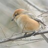 モズ♀