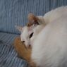 気持ちよく寝てたのに～