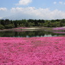 富士の芝桜