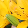 公園に咲いたゆりの花