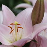 公園に咲いたゆりの花