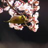 野鳥を探して　メジロ