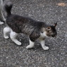 ネコ散歩