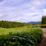 紫陽花のある風景