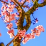 今年最初の・・・春の華 ～桜～