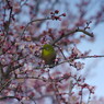野鳥を探して　メジロ　Ⅱ