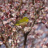 野鳥を探して　メジロ　Ⅲ
