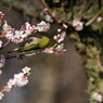 野鳥を探して　メジロ　Ⅳ