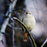 野鳥を探して　ジョウビタキ？