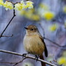 野鳥を探して　ジョウビタキ？　Ⅱ