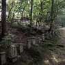 木陰の遊歩道（石塔寺より）