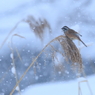 雪の朝に