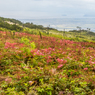 西登山道２（夏の伊吹山より）
