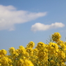 菜の花と青空と雲