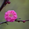 新春の彩り