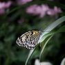 Lightning Butterfly