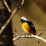 野鳥を探して　ジョウビタキ　♂
